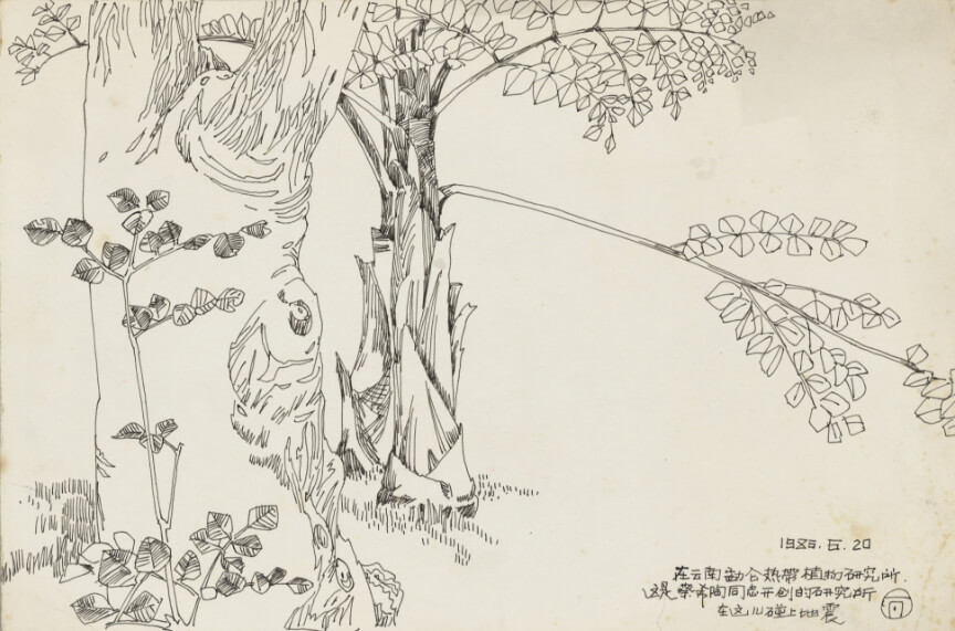 Yunnan Menglun Tropical Plant Research Institute / Xishuangbanna sketching