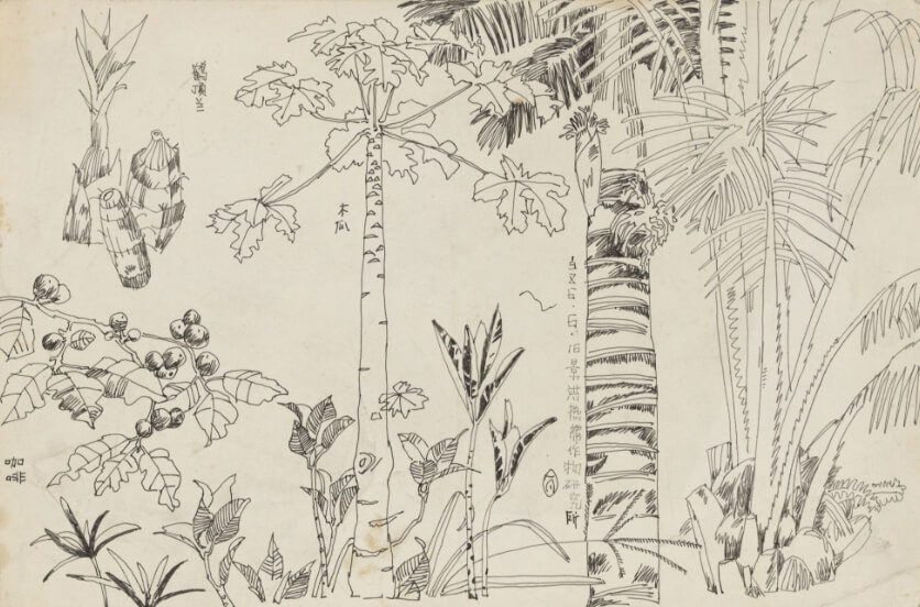 Jinghong Tropical Crops Research Institute / Xishuangbanna Sketching