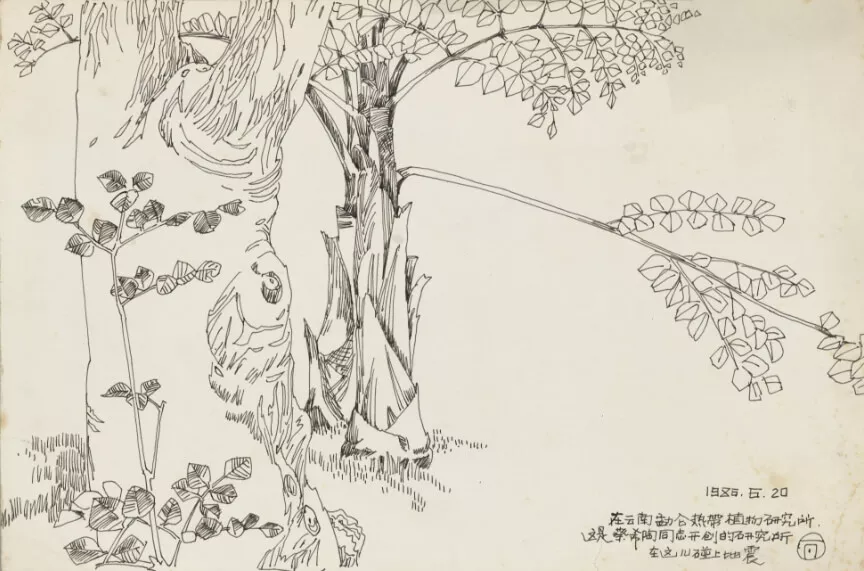 Yunnan Menglun Tropical Plant Research Institute / Xishuangbanna sketching